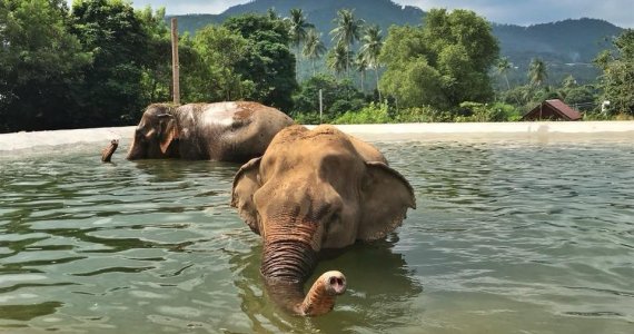 Samui Elephant Haven